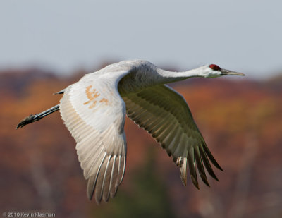 Sandhill Crane