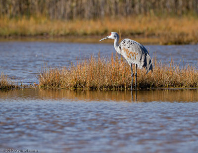 20101031_Rowley-MA_0293