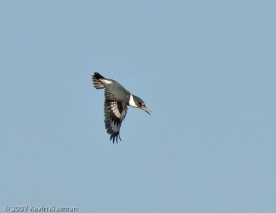 Belted Kingfisher (m) - Kirkland WA - January 28, 2007