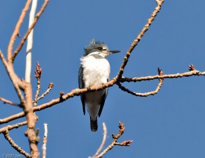 Belted Kingfisher