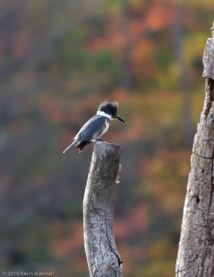 20101019_Heron-Pond_0157