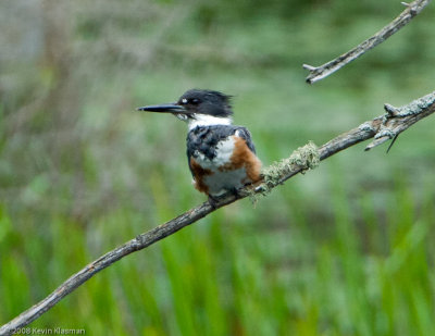 Belted Kingfisher (f) - Heron Pond - July 14, 2008