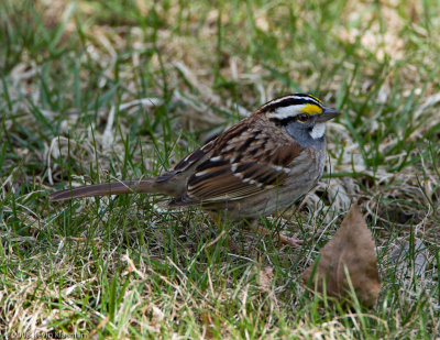White-throated Sparrow (white-striped) - Heron Pond - April 18, 2008
