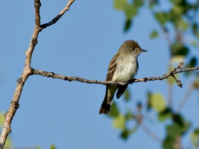 Western Wood-Pewee - Stevensville MT - July 5, 2007