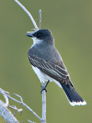 Eastern Kingbird - Nashua NH - May 8, 2009