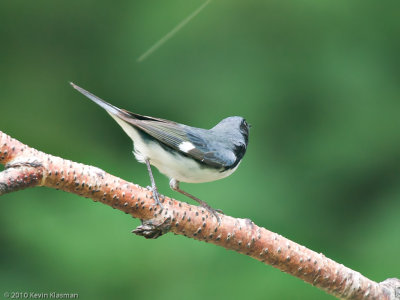 Black-throated Blue Warbler (m) - Heron Pond - June 24, 2010