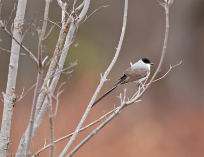 Fork-tailed Flycatcher