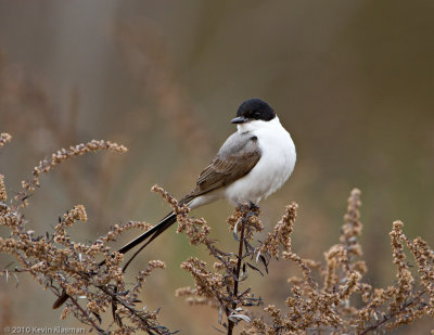 Fork-tailed Flycatcher