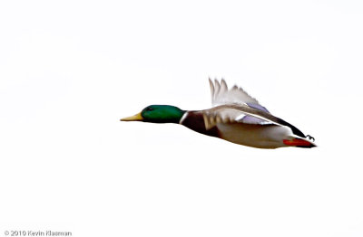 Mallard (m) - Stamford CT - November 25, 2010