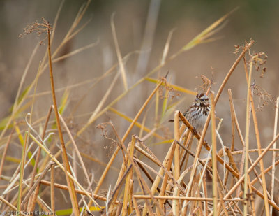 Song Sparrow - Stamford CT - November 25, 2010