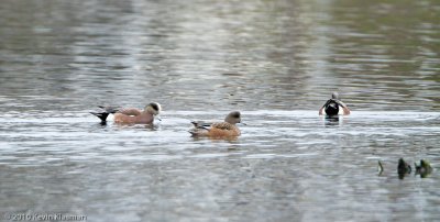 American Wigeons (m, f) - Stamford CT - November 25, 2010