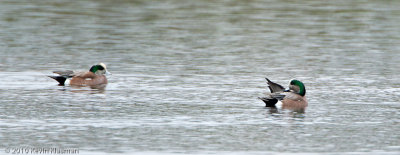 American Wigeons