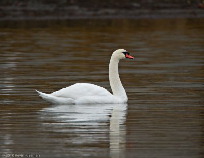 Mute Swan - Stamford CT - November 25, 2010