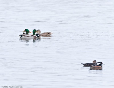 Mallards and Hooded Mergansers