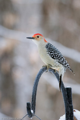 Red-bellied Woodpecker (m) - Heron Pond - February 9, 2008