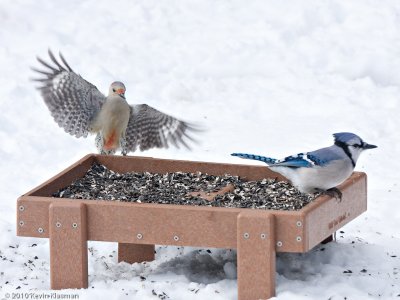 Red-bellied Woodpecker and Blue Jay