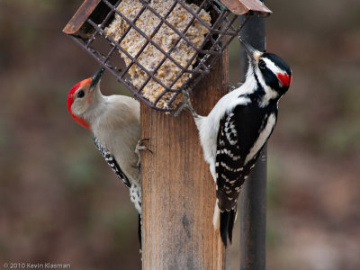 Red-bellied Woodpecker (m) and Hairy Woodpecker (m)