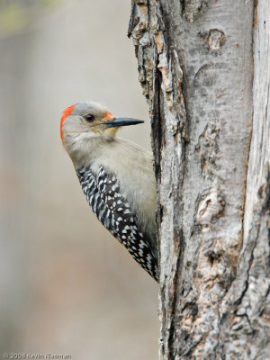 Red-bellied Woodpecker (f) - Heron Pond - April 24,  2008