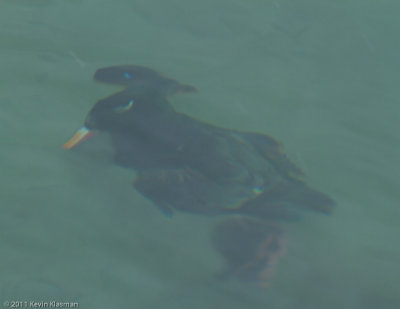 White-winged Scoter about to surface
