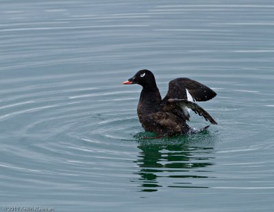 White-winged Scoter (m) 