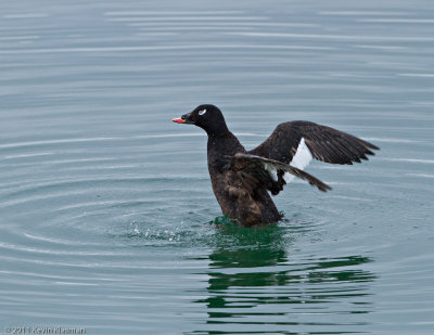 White-winged Scoter (m)