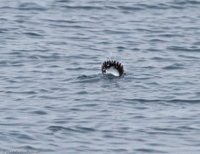 Bufflehead diving