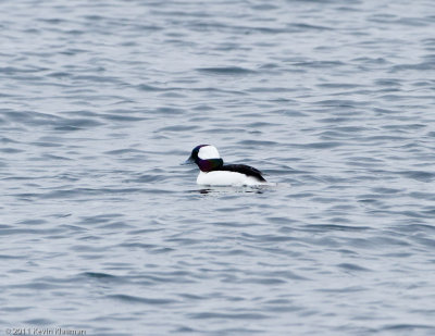 Bufflehead (m)