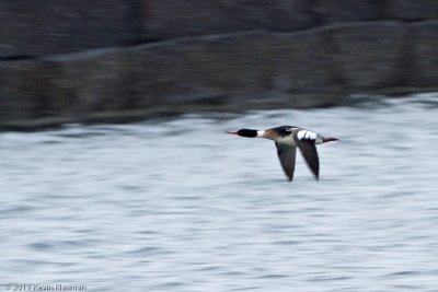 Red-breasted Merganser (m)