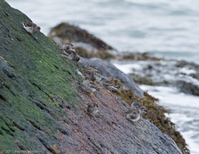 Purple Sandpipers - Gloucester MA - January 8, 2011