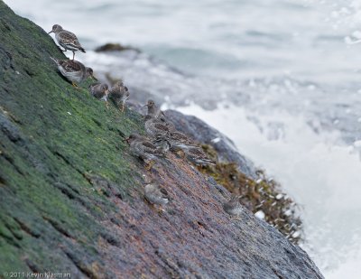 Purple Sandpipers