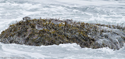 Purple Sandpipers