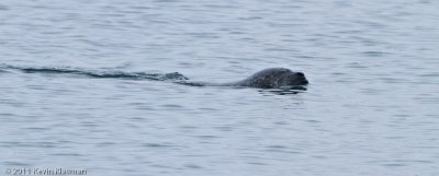 Harbor Seal