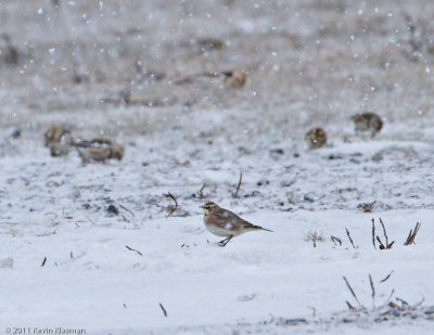 Horned Lark - Gloucester MA - January 8, 2011