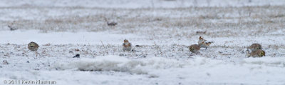 Horned Larks and Snow Buntings