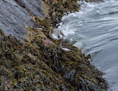 Purple Sandpipers