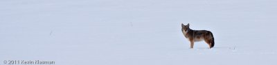 20110122_Great-Meadow-NWR_0029