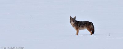 Coyote