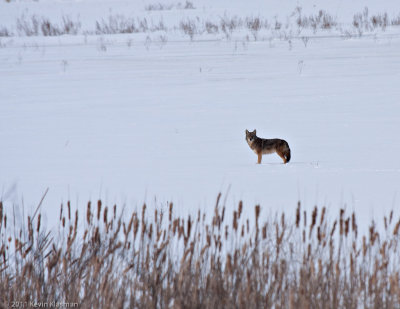 20110122_Great-Meadow-NWR_0031