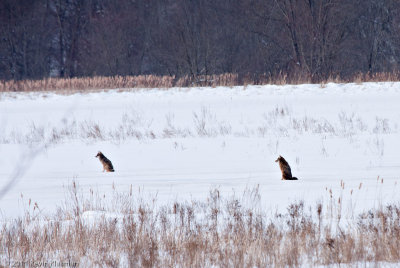 20110122_Great-Meadow-NWR_0038