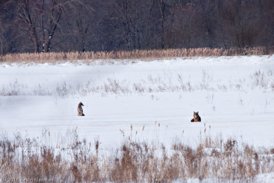 20110122_Great-Meadow-NWR_0040