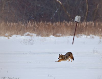 20110122_Great-Meadow-NWR_0047