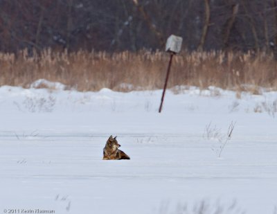 20110122_Great-Meadow-NWR_0051