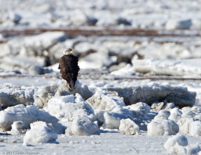 Owl, Eagles and Coyotes - January 22, 2011