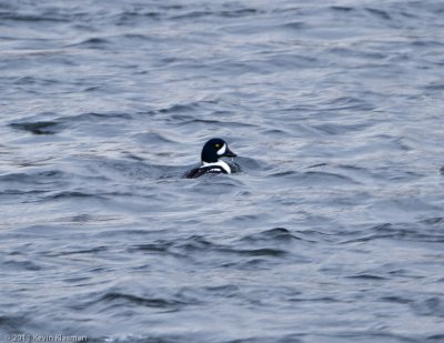 Barrow's Goldeneye (m) - Manchester NH - January 29, 2011