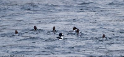 Barrow's Goldeneye (m) and 6 Common Goldeneyes (f)