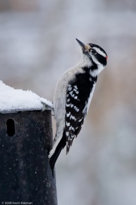 Downy woodpecker