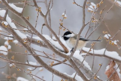 Black-capped Chickadee