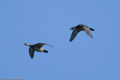 Pair of Wood Ducks flying by