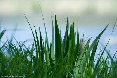 Looking through the grass