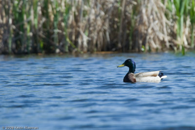 Male Mallard